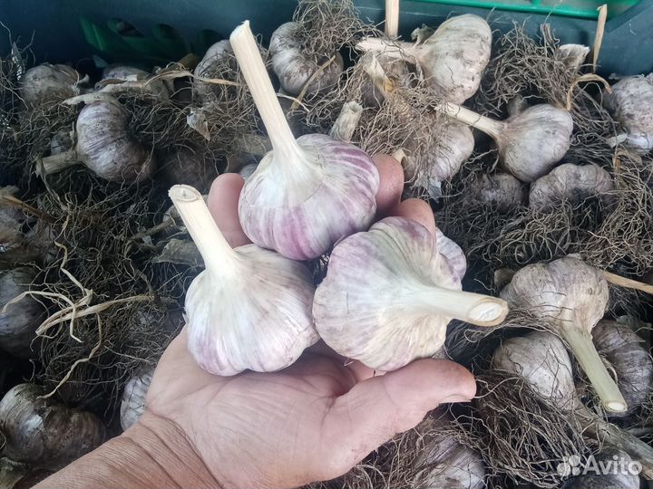 Чеснок сортовой