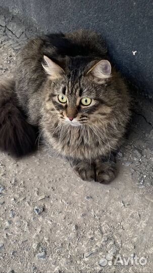 Сибирский кот