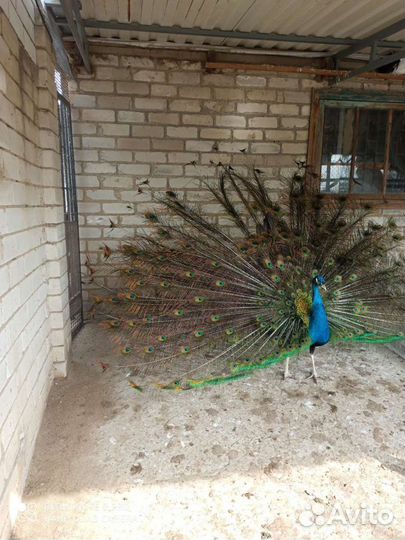 Павлины индийские
