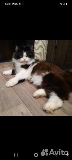 Котик в хорошие руки