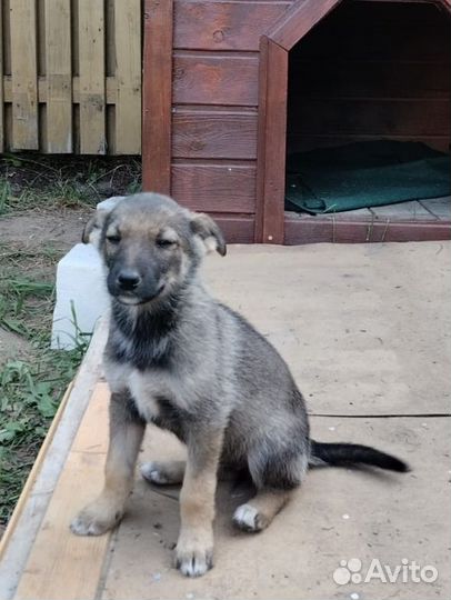 Щенок в дар. Мальчик