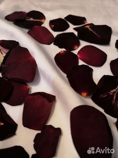 Гербарий плоскозасушенные лепестки роз