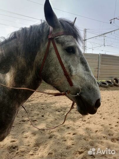 Уздечка вестерн, уздечка