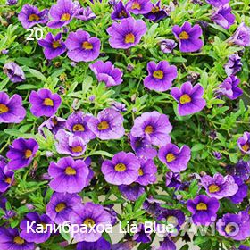 Черенки вегетативных петуний и калибрахоа