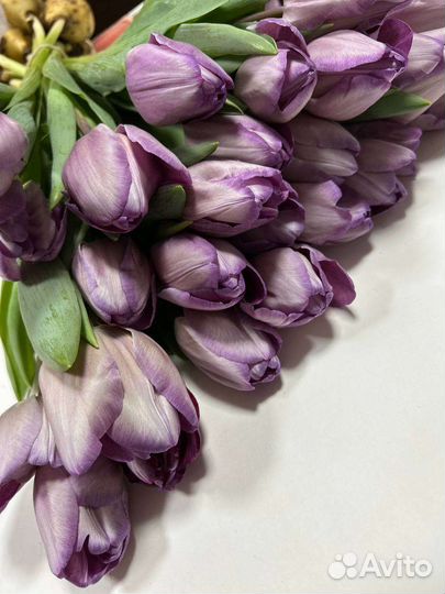 Тюльпаны к 8 марта оптом и розница