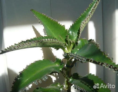 Каланхоэ, Алоэ Свежесрезанное для лечения