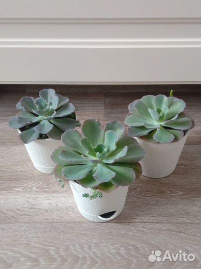 Эхеверия Шавиана