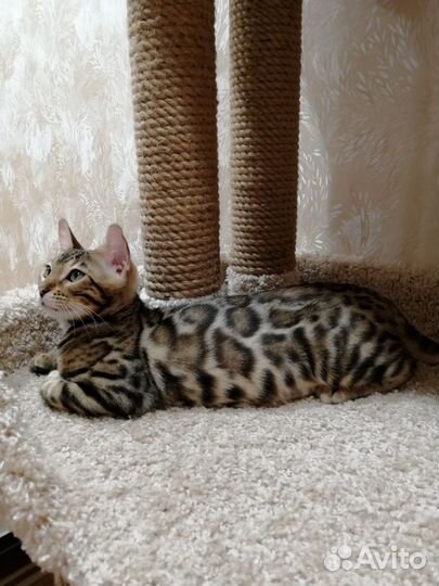 Бенгальская