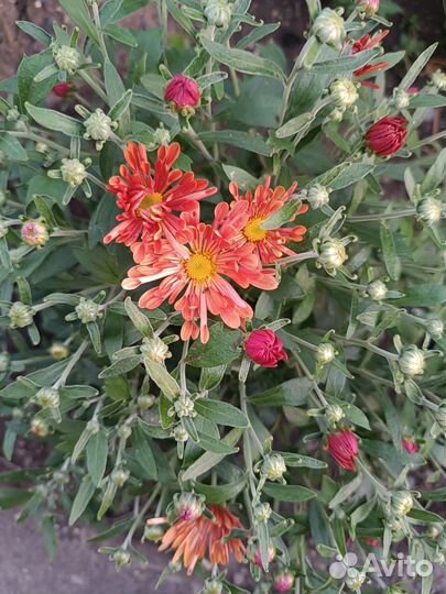 Хризантема