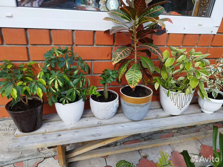 Комнатные цветы