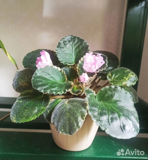 Цветущая фиалка в горшке