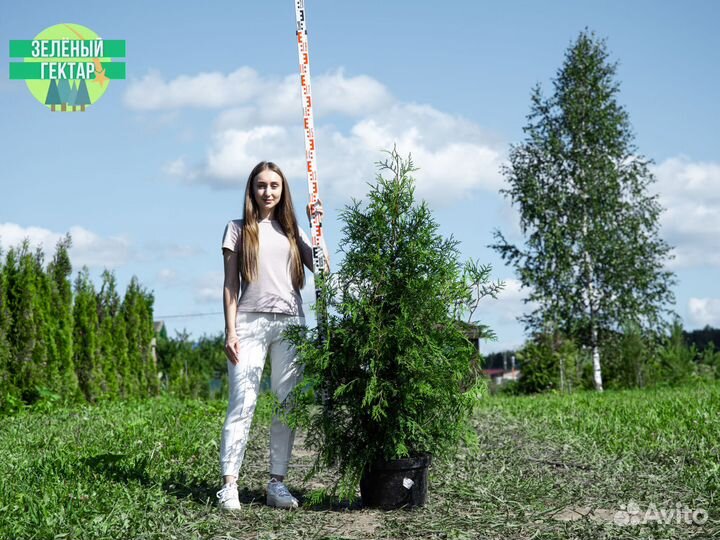 Туи брабант 1,2 м свежая копка 2023