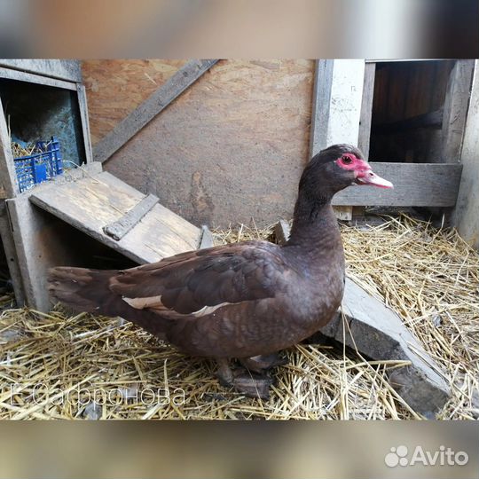 Тяжелые линии Мускусных уток