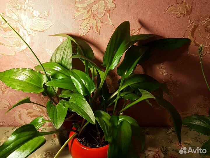 Комнатные цветы