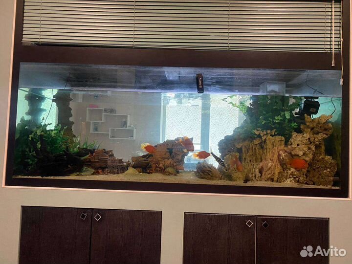 Аквариум и рыбки