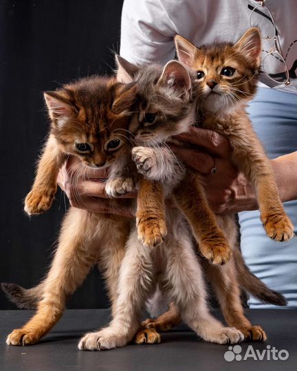 Мегаласковый котёнок Сомали с документами
