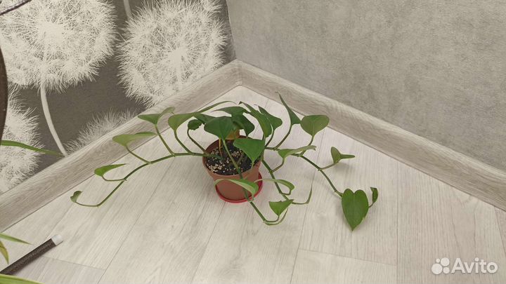 Сциндапсус