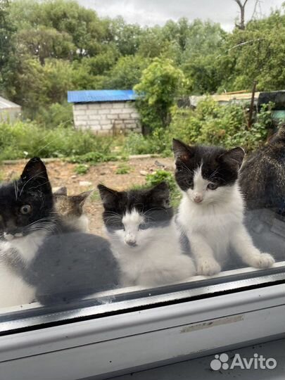 Отдам в добрые руки