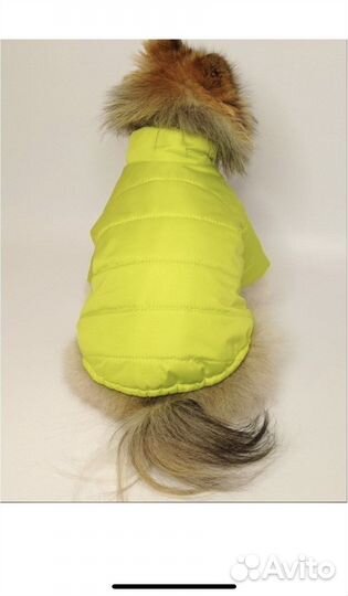 Одежда на маленькую собаку