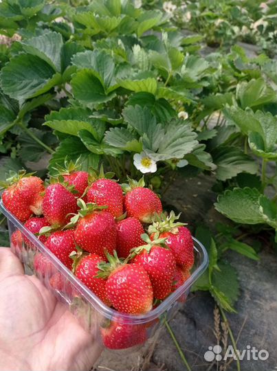 Саженцы клубники оптом
