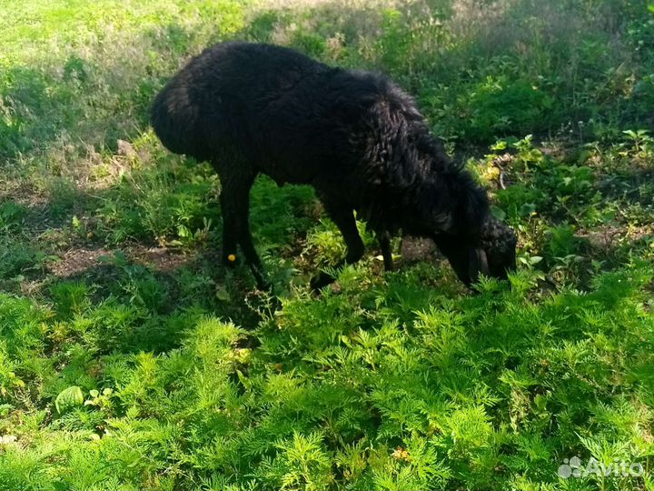 Овцы бараны ягнята оптом