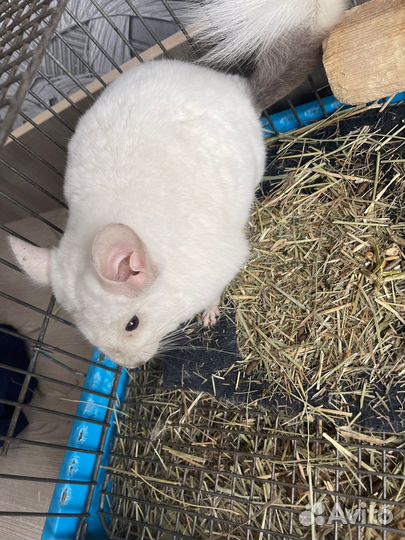 Продам шиншилл. Только парой