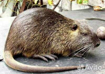 Нутрии малыши