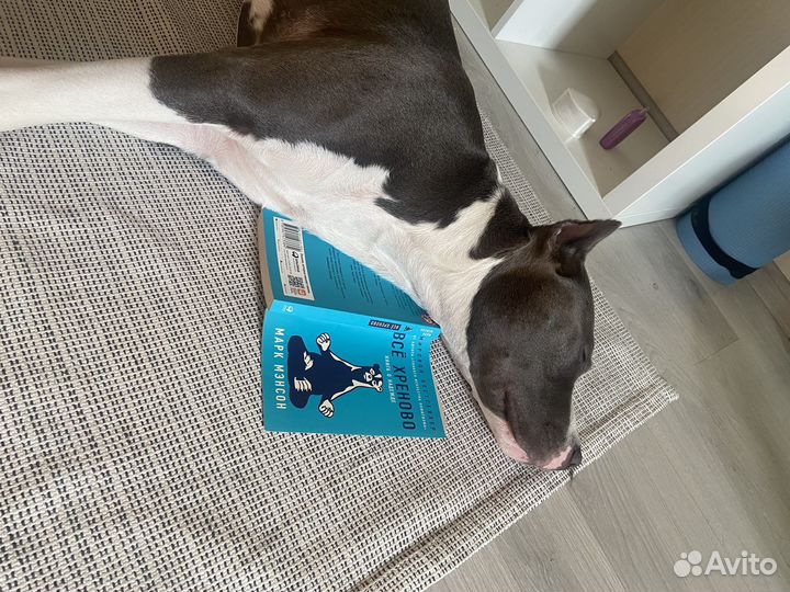 Амстафф вязка