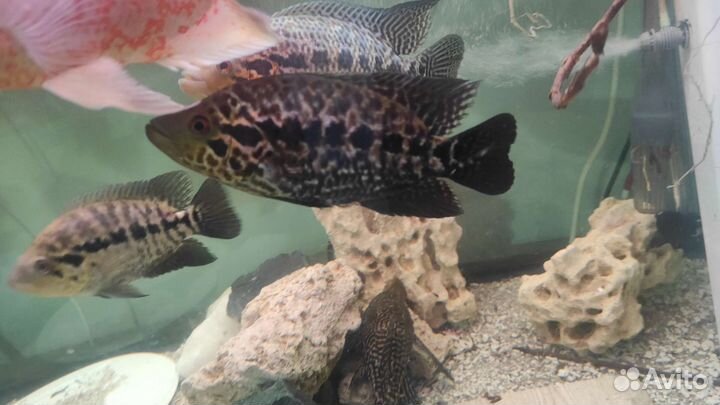 Астронотусы, манагуанская цихлазома