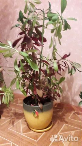 Цветок Synadenium Rubra