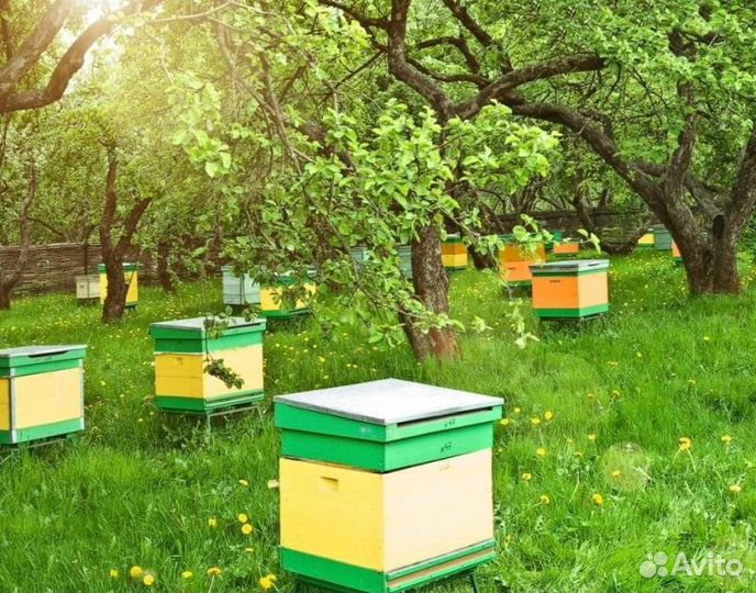 2024 Мёд натуральный алтайский опт