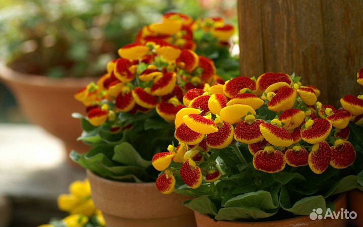 Кальцеолярия семена