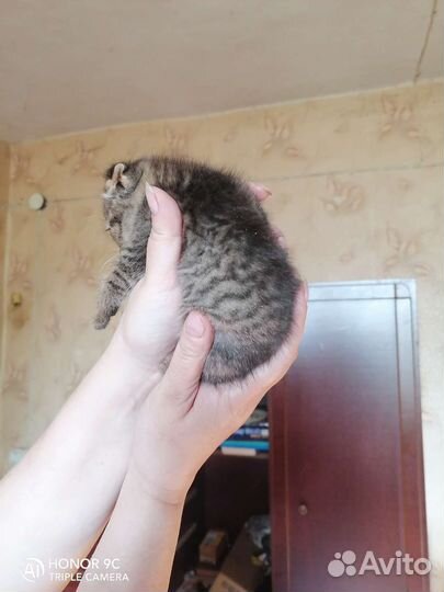 Котята в добрые руки бесплатно