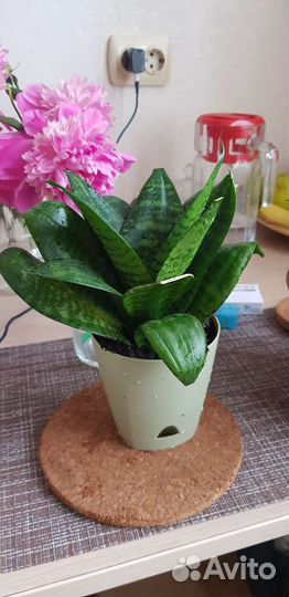 Флорариум суккуленты