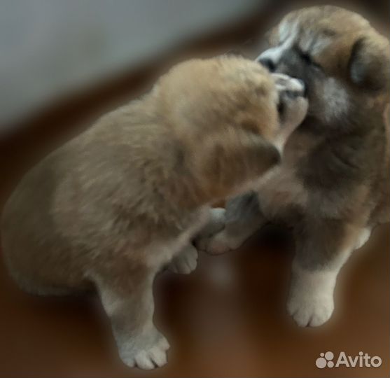 Щенки акита ину