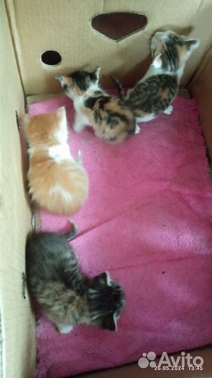 Котята в добрые руки бесплатно