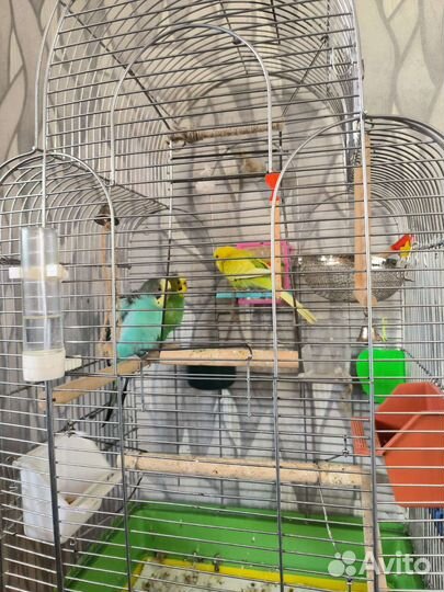 Волнистый попугай