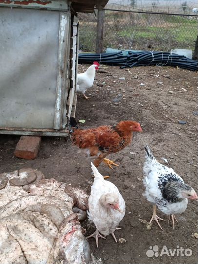 Молодые петушки