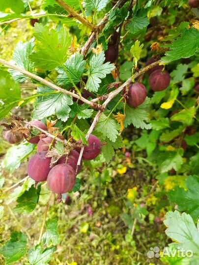 Крыжовник ягоды