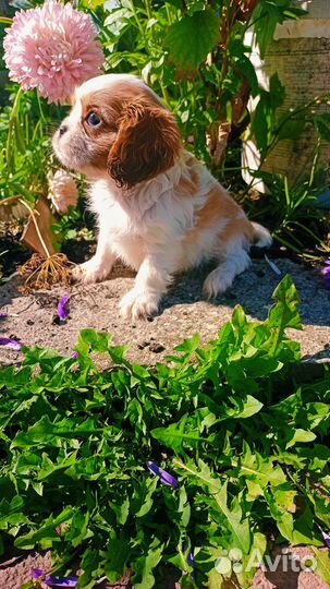 Спаниельки ккчс самые маленькие размером