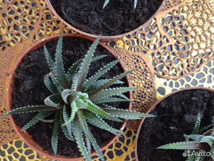 Детки хавортии