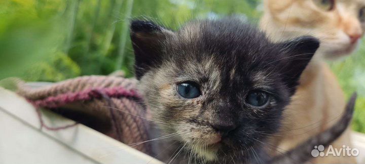 Котята отдам в добрые руки бесплатно