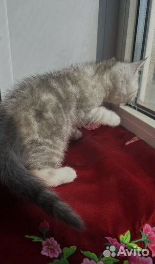 Плюшевые принцессы