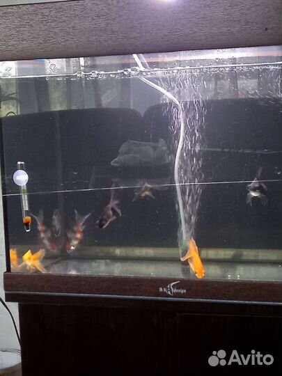 Аквариум 60л фильтр, золотые рыбки