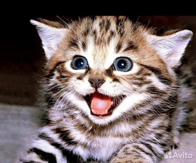 Передержка котов, кошек,собак