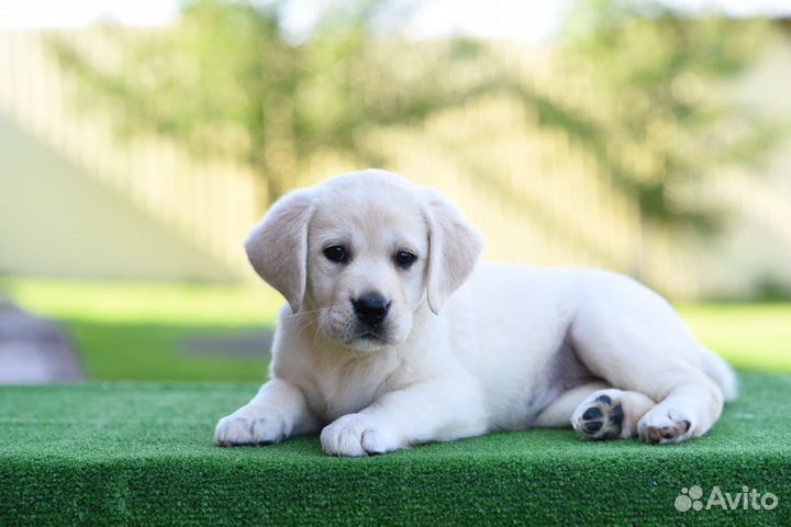 Лабрадор ретривер, РКФ