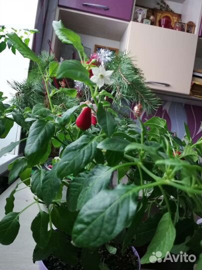 Жгучий перчик мини