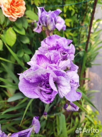 Мартагоны,ирисы, сеянцы барбарисов, лилейники