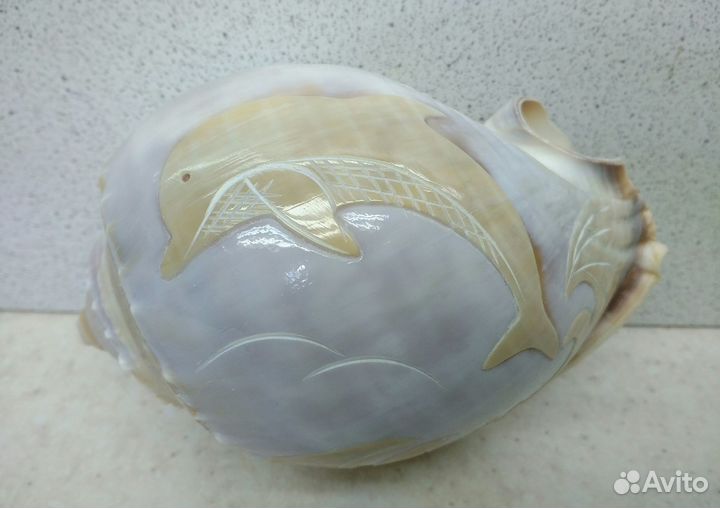Фалиум с дельфином 10,3 морская ракушка раковина