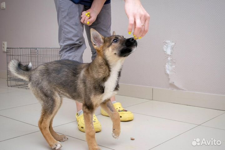 Собака в добрые руки